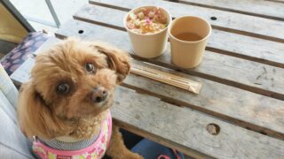 ペット可のお店