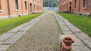 一緒におでかけ